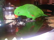 7 month old Red-Sided Eclectus w/ ALL SUPPLIES
