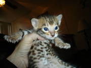 Exotic Bengal kitten for adoption